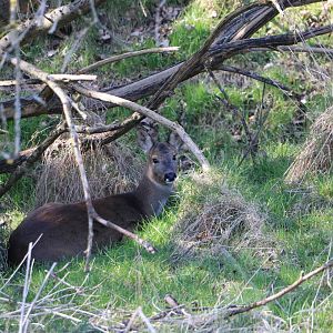 Roe deer, March 2016