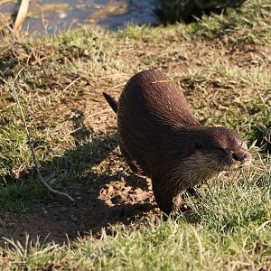 Otter, March 2016