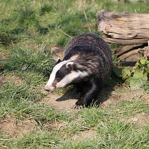 Badger, March 2016