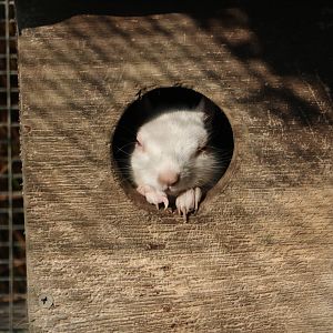 Albino grey squirrel, March 2016