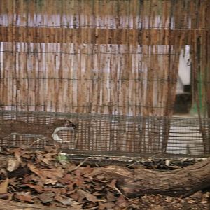 Stoat run, March 2016