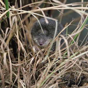 Water shrew, March 2016