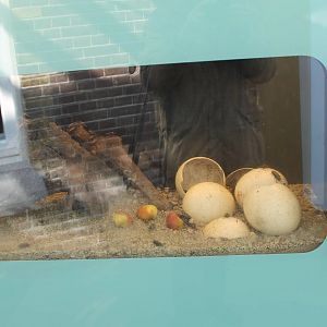 Enclosure Black field cricket