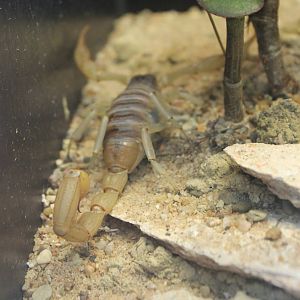 Desert hairy scorpion