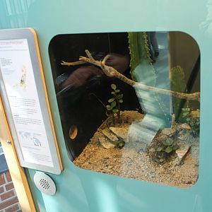 Enclosure Desert hairy scorpion