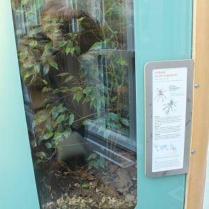 Enclosure Indian ornamental tarantula