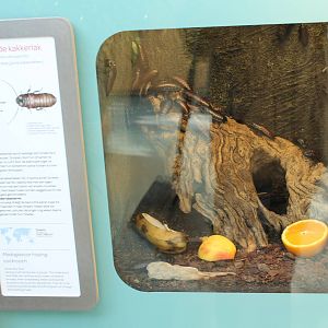 Enclosure Madagascar hissing cockroach