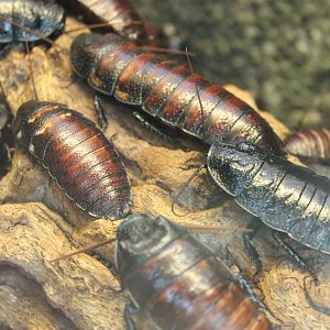 Madagascar hissing cockroaches