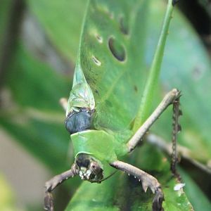 Malaysian leaf katydid