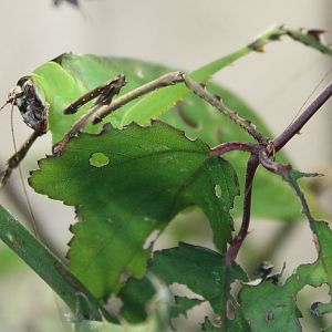 Malaysian leaf katydid