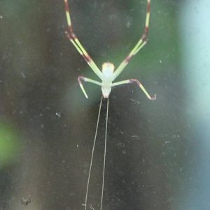 Nympf Malaysian leaf katydid