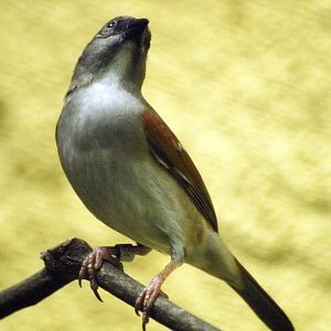 Tachyphonus or Ramphocelus?