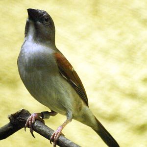 Tachyphonus or Ramphocelus?