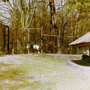 Enclosure Red-crowned crane