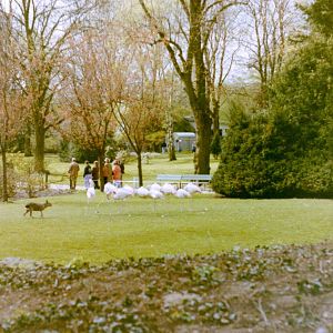 Flamingo enclosure with free-ranging Patagonian cavy's