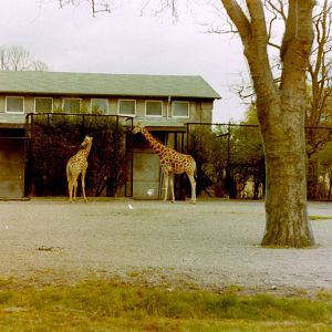 Giraffes
