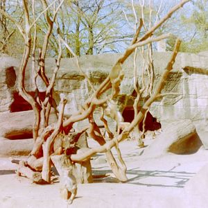 Hamadryas baboon enclosure