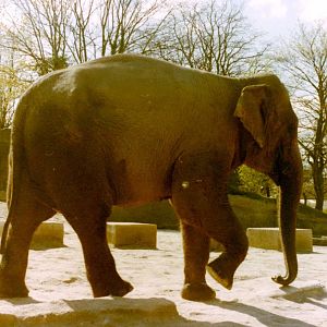 Asian elephant