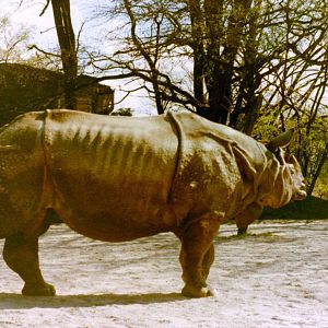 Indian rhino