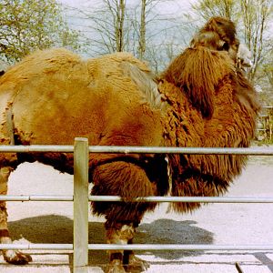 Bactrian camel