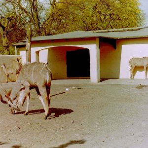 Greater kudus