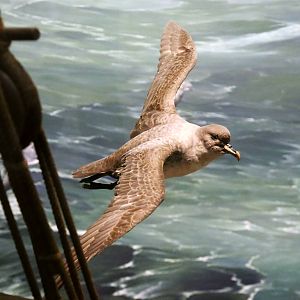 Grey petrel (Procellaria cinerea)