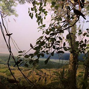 Whitney Hall of Oceanic Birds-Samoan Archipelago