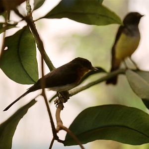 Samoan flycatcher (Myiagra albiventris)