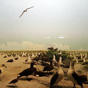 Whitney Hall of Oceanic Birds-Laysan