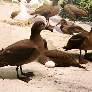 Black-footed albatross (Phoebastria nigripes)