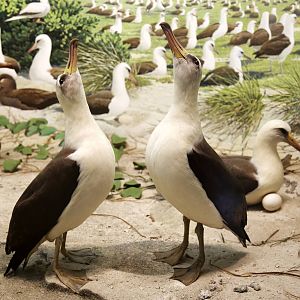 Laysan albatross (Phoebastria immutabilis)