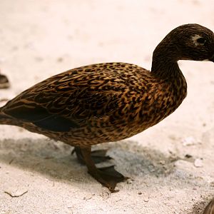 Laysan duck (Anas laysanensis)
