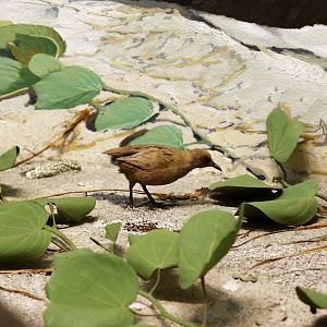 Laysan rail (Porzana palmeri)