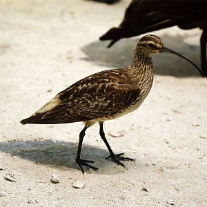 Bristle-thighed curlew (Numenius tahitiensis)