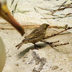 Laysan finch (Telespiza cantans)