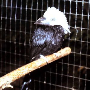 White-crested hornbill