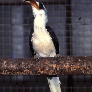 Von der Decken hornbill