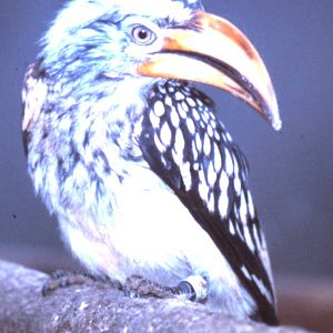 Yellow-billed hornbill