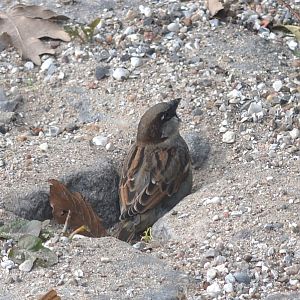 House sparrow sand bathing