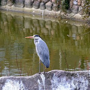 Wild heron in the pelican lake