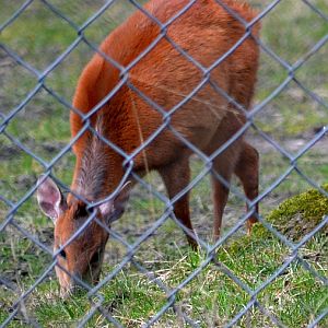 Red duiker