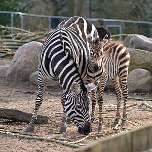 Zebra with foal