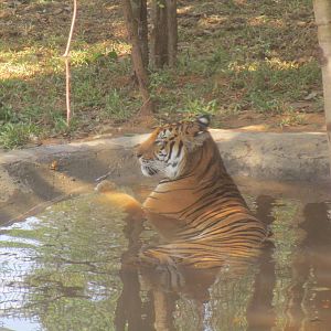 Vinpearl Safari - Tiger ID