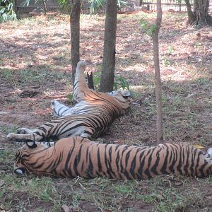 Vinpearl Safari - Tiger ID