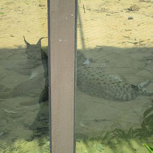 Vinpearl Safari - Caracal and Serval