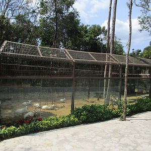 Vinpearl Safari - Arabian Oryx Enclosure