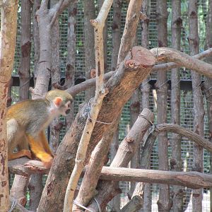 Vinpearl Safari - Squirrel Monkey