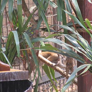 Vinpearl Safari - Long-tailed Macaques