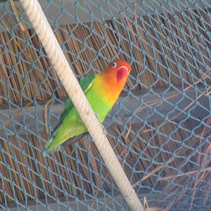Vinpearl Safari - Fischer's Lovebird