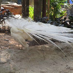 Vinpearl Safari - Peafowl